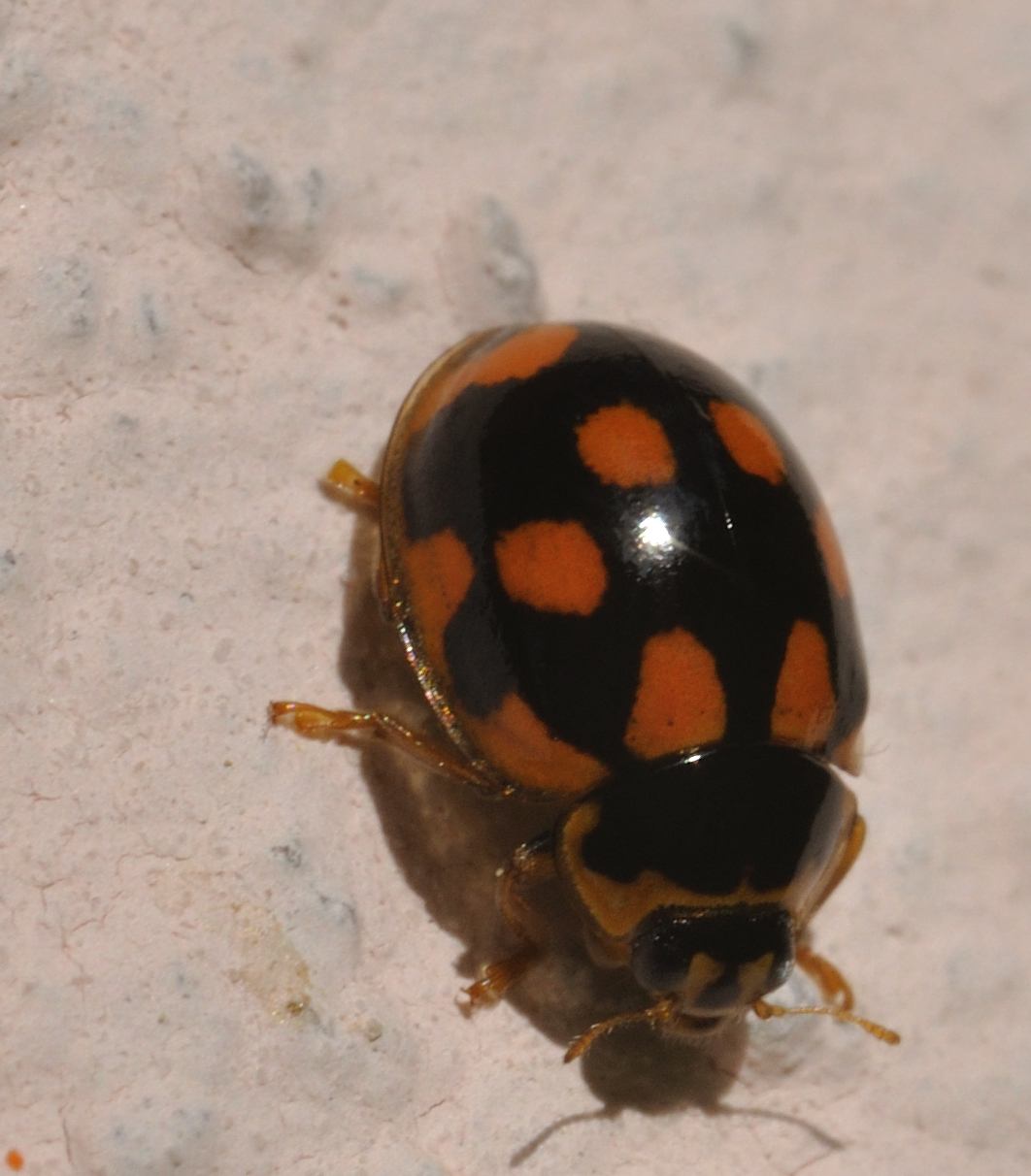 Coccinella nera macchie rosse Natura Mediterraneo Forum